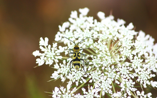 Chlorophorus varius?